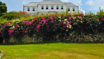 Roses in front of house.